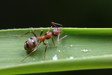 Ants on wild plants, North China