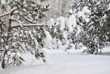 Winter garden in a snow-covered forest