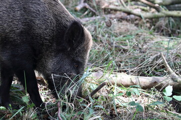 Wild Boar (Sus scrofa)  Western Pomerania Lagoon Area National Park