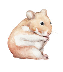animal sketch cute little white-red hamster that sits funny animal watercolor drawing of a pet 1
