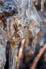 Ice rain series: light brown stem covered with ice close view