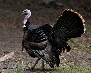 Wild turkey stock photos.  Wild turkey close-up profile side view with blur background, displaying head, beak, eye, wattle, in its environment and habitat. Christmas Season. Image. Picture. Portrait.