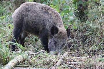 Wild Boar (Sus scrofa)  Western Pomerania Lagoon Area National Park