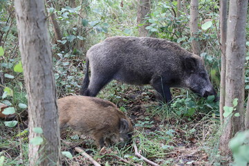 Wild Boar (Sus scrofa)  Western Pomerania Lagoon Area National Park