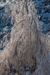 Fototapeta na wymiar Ice rain series: tree covered with ice 