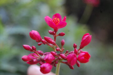 Plant Nerium Flower in Oleander, Garden