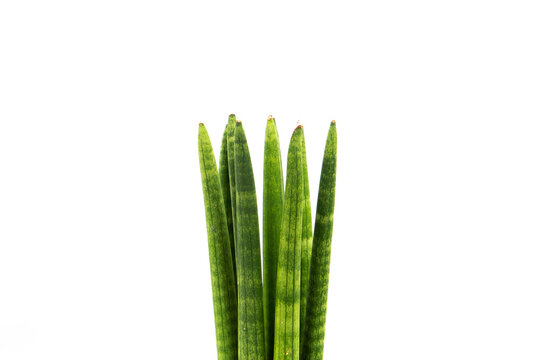 Sansevieria cylindrica in the center isolated with white background and copy space, also called bogenhanf