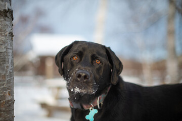 Blac lab labrador dog playing outside in winter in the snow