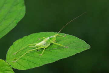 Katydids on wild plants, North China