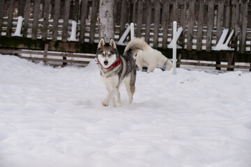 Beautiful grey husky dog playing outside in winter in the snow