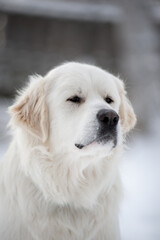 Beautiful big great pyrenes mountain dog playing outside in the snow in winter in quebec canada
