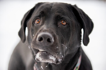 Blac lab labrador dog playing outside in winter in the snow