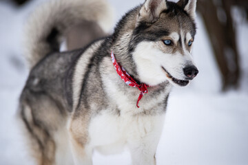 Beautiful grey husky dog playing outside in winter in the snow