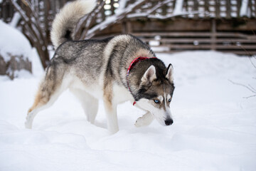 Beautiful grey husky dog playing outside in winter in the snow