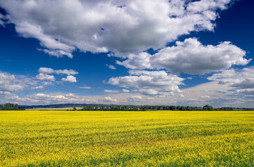 Obraz premium Landscape with a field of blooming mustard and blue cloudy sky. Mountains in the background. Bright juicy colors.