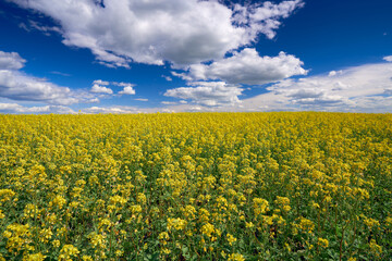 Landscape with yellow mustard blossoms on a field under a blue cloudy sky. Bright juicy colors. The...
