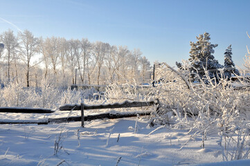 Snow-covered pine forest in winter