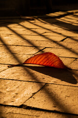 autumn leaves on the ground in the sunny 