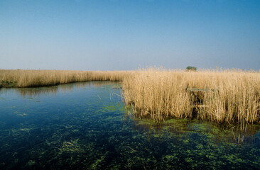 Roselière, Parc naturel régional de la Grande Briere, 44, Loire Atlantique