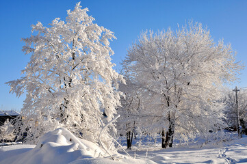 Snow-covered pine forest in winter