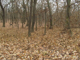 autumn in the forest
