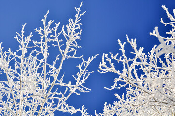 Winter garden in a snow-covered forest