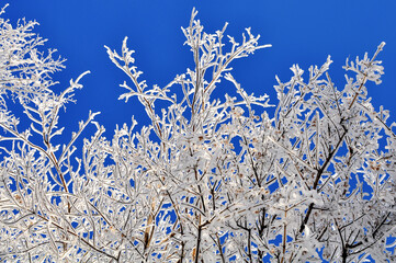 Winter garden in a snow-covered forest