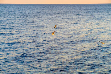 Fototapeta na wymiar the seagulls flying over the sea near Beppu city in Oita, japan