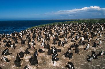 Cormoran impérial,.Leucocarbo atriceps, Imperial Shag, Iles Falkland, Malouines