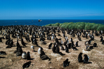 Cormoran impérial,.Leucocarbo atriceps, Imperial Shag, Iles Falkland, Malouines