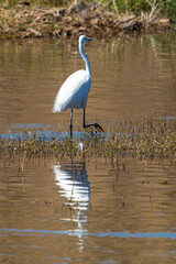 Grande Aigrette,. Ardea alba, Great Egret