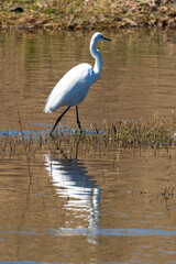 Grande Aigrette,. Ardea alba, Great Egret
