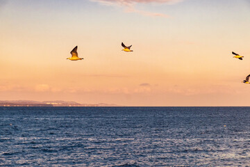 Fototapeta na wymiar the seagulls flying over the sea near Beppu city in Oita, japan