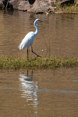 Grande Aigrette,. Ardea alba, Great Egret