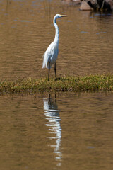 Grande Aigrette,. Ardea alba, Great Egret
