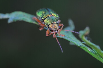 Leaf beetles inhabit wild plants in North China