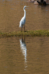 Grande Aigrette,. Ardea alba, Great Egret