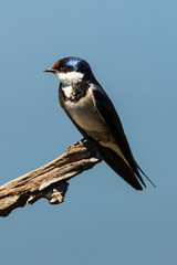 Hirondelle à gorge blanche,.Hirundo albigularis, White throated Swallow