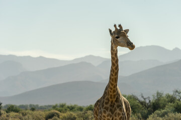 Obraz premium Giraffe spotting whilst on a South African safari