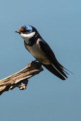 Hirondelle à gorge blanche,.Hirundo albigularis, White throated Swallow © JAG IMAGES