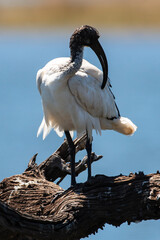 Ibis sacré,.Threskiornis aethiopicus, African Sacred Ibis