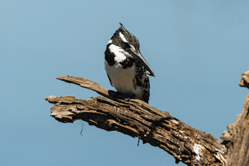 Martin pêcheur pie,.Ceryle rudis, Pied Kingfisher
