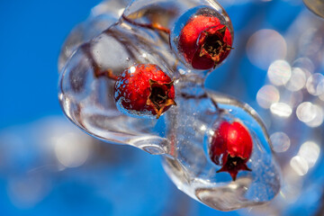Ice rain series: red berries covered with ice close view
