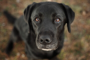 adorable older black labrador dog sitting and looking up at the camera outdoors