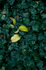 colchon de hojas verdes y algunas amarillas