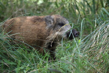 Wild Boar (Sus scrofa)  Western Pomerania Lagoon Area National Park