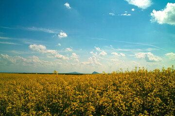 field of yellow flowers