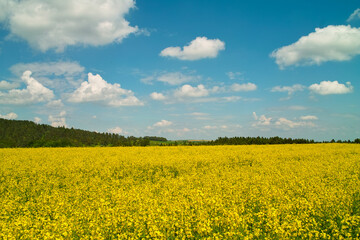 Obraz premium rapeseed field and sky