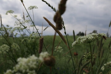 Meadow in summer. Flower fly