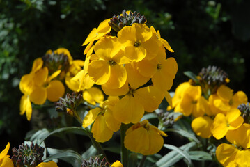 Bright yellow wall flower, also known as Erysimum, Walbertons Fragrant Sunshine